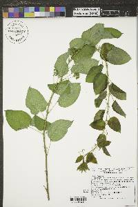 Smilax herbacea image