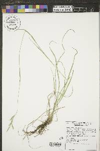 Bromus porteri image