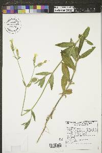 Silene latifolia image