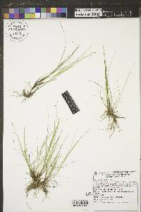 Carex duriuscula image