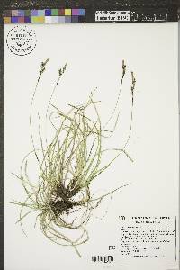 Carex richardsonii image