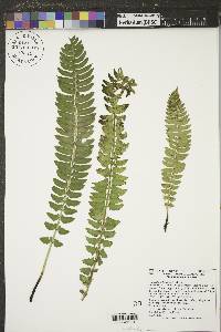 Polystichum lonchitis image