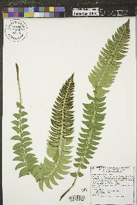 Polystichum lonchitis image