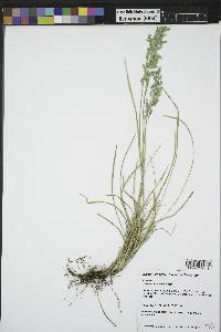 Poa arida image