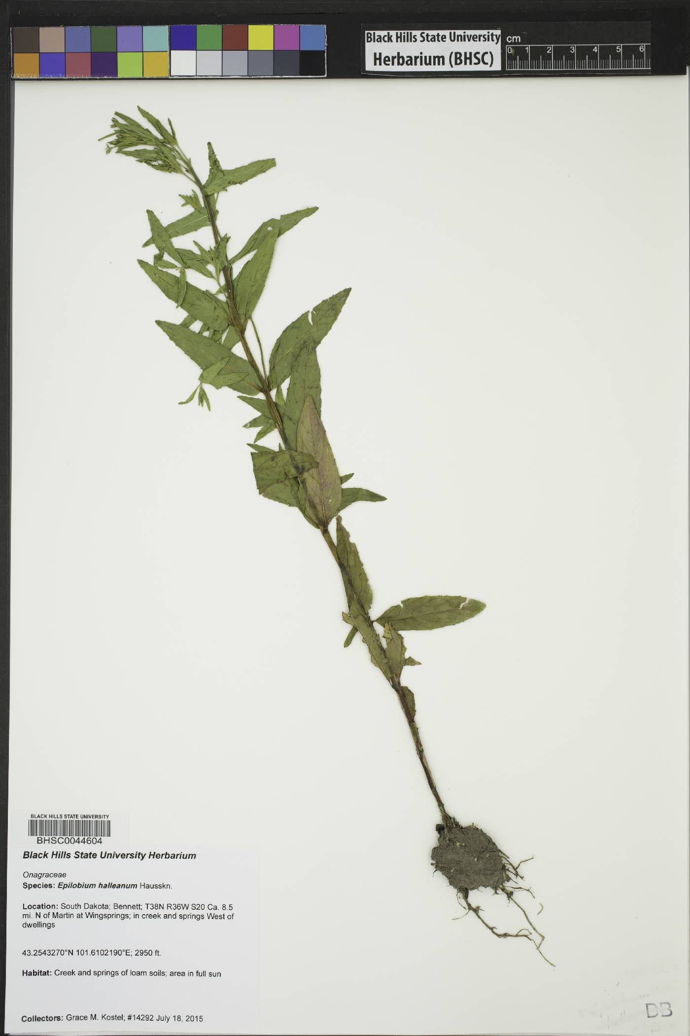 Epilobium halleanum image