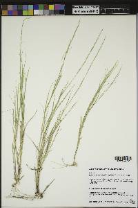 Muhlenbergia cuspidata image