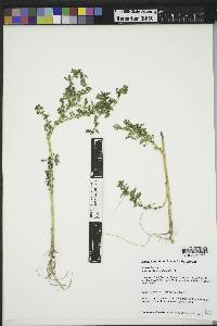 Amaranthus albus image