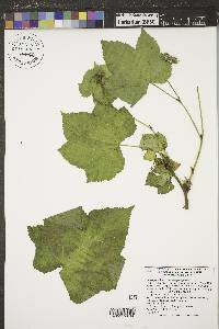 Rubus parviflorus image