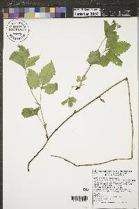 Rubus pubescens image