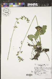 Heuchera richardsonii image