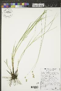 Carex brevior image