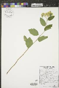 Spiraea betulifolia image