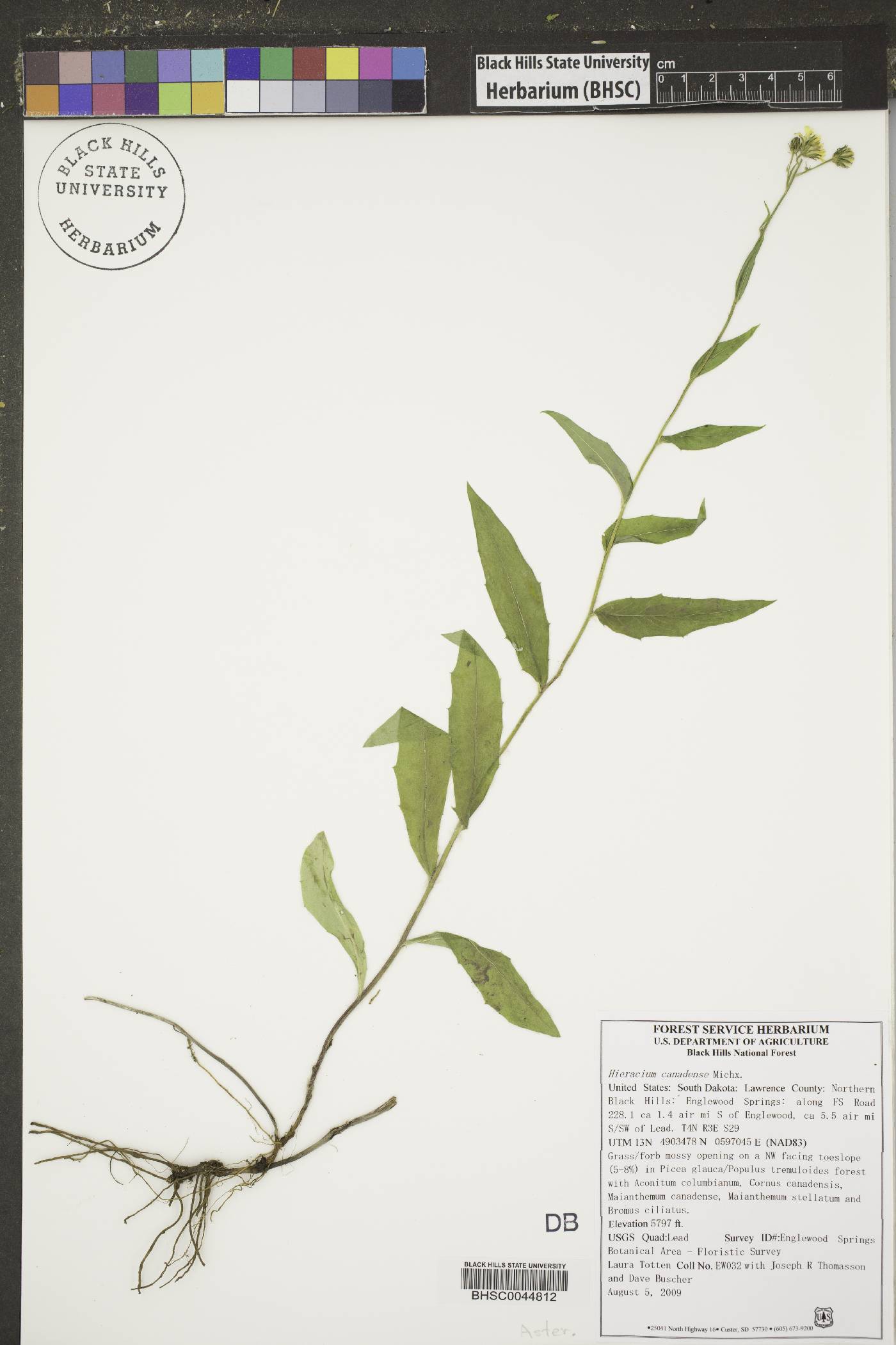 Hieracium canadense image