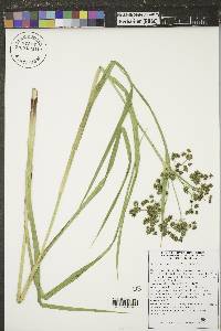 Scirpus microcarpus image