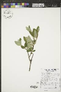 Shepherdia canadensis image