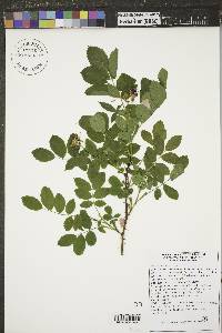 Rosa acicularis image