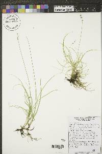 Carex disperma image