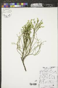 Vaccinium scoparium image