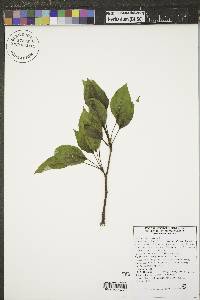 Populus balsamifera image