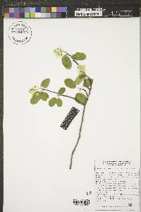 Amelanchier alnifolia image