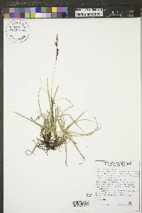 Carex richardsonii image