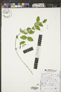 Lathyrus ochroleucus image