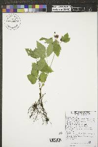 Rubus pubescens image