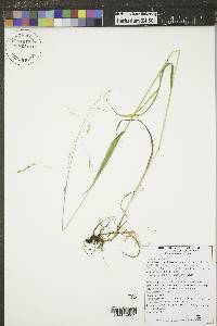 Festuca subulata image