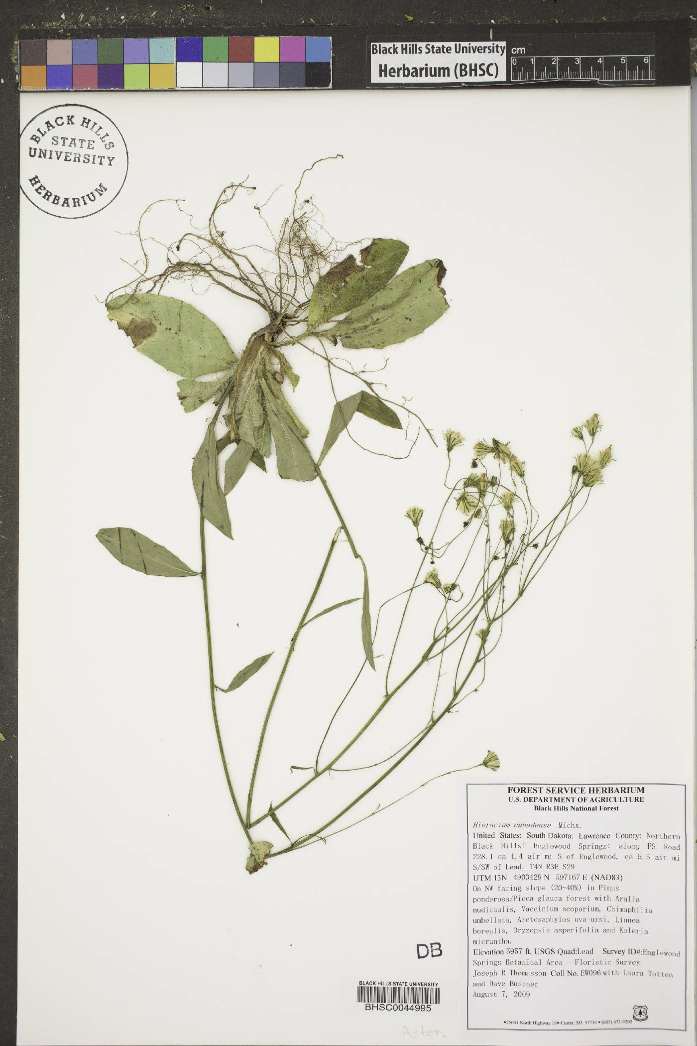 Hieracium canadense image