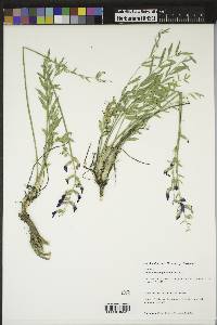 Oxytropis lambertii image