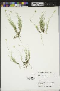 Bouteloua dactyloides image