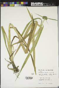 Scirpus microcarpus image