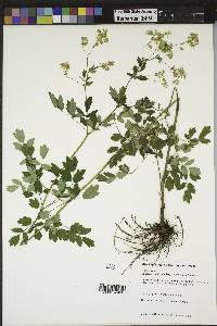 Thalictrum dasycarpum image