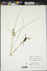 Tradescantia occidentalis image