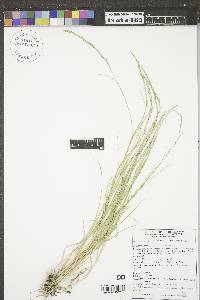 Muhlenbergia cuspidata image