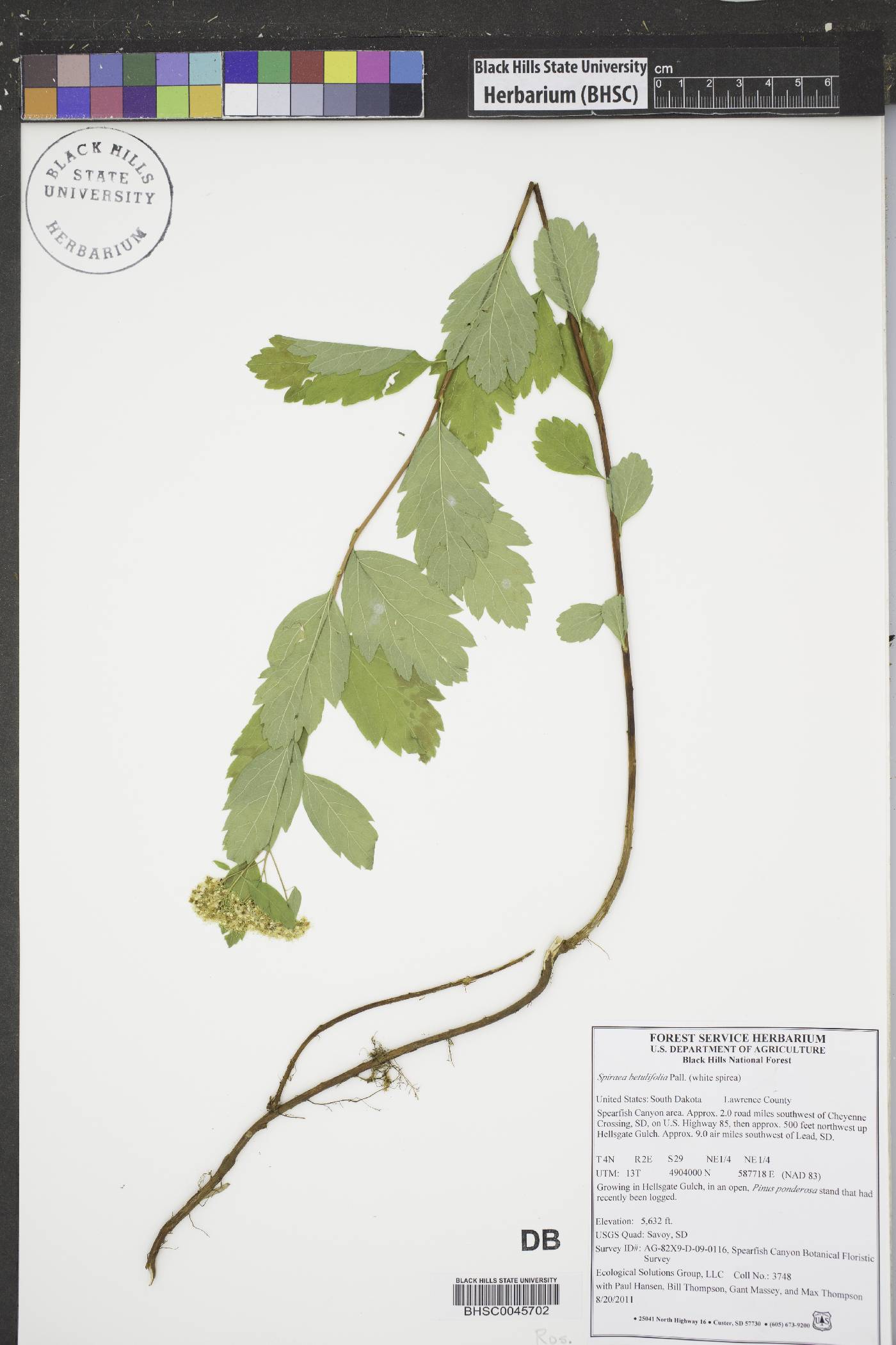 Spiraea betulifolia image