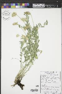 Astragalus laxmannii subsp. robustior image