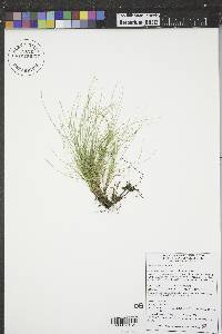 Carex eburnea image