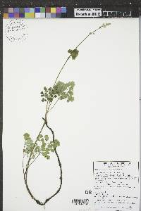 Thalictrum venulosum image