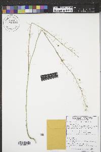 Camelina microcarpa image