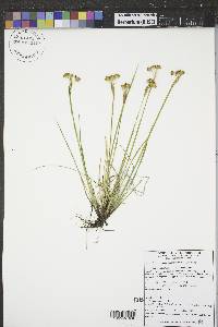 Sisyrinchium montanum image