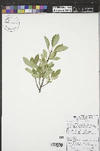 Salix scouleriana image