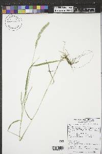 Muhlenbergia racemosa image