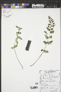 Woodsia oregana image