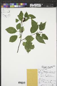 Prunus pensylvanica image