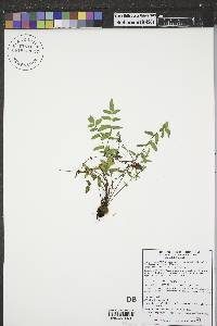 Pellaea glabella subsp. occidentalis image