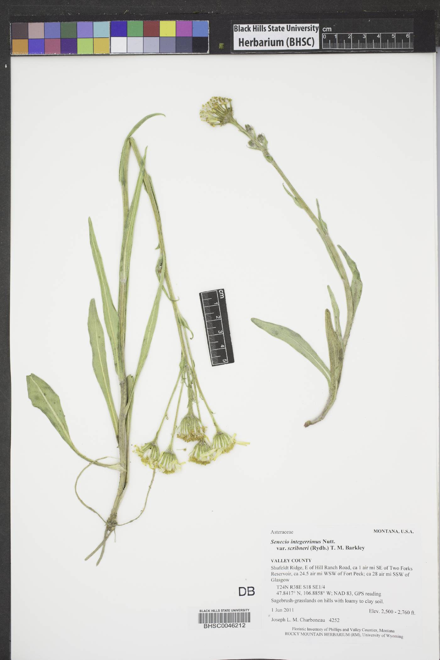 Senecio integerrimus var. scribneri image