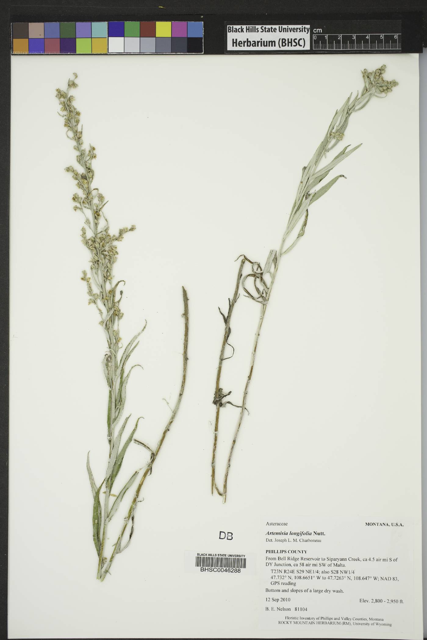 Artemisia longifolia image