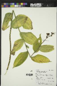 Maianthemum racemosum subsp. amplexicaule image