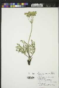 Lomatium foeniculaceum subsp. foeniculaceum image